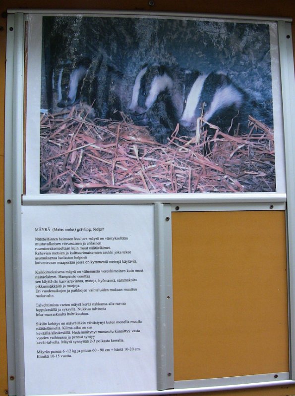 Bennas2010-0474.jpg - The European Badger